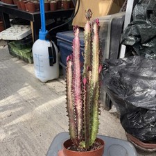 Succulent euphorbia trigona for sale  ROCHFORD
