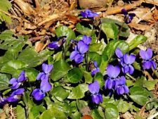 Violette odorante graines d'occasion Violette odorante graines d'occasion  Luzech