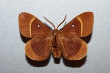 Lasiocampa sicula sicily usato  Catania
