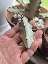Euphorbia lactea white for sale  NORWICH