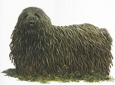Puli custom matted for sale  Tampa