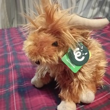 Highland cow for sale  PETERBOROUGH