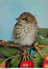 Animaux oiseaux gobe d'occasion  Fruges