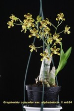 Orchidee graphorkis concolor d'occasion  Bischoffsheim
