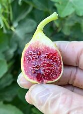 Fig trees. set for sale  Fresno