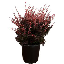 Rose glow barberry for sale  Tacoma