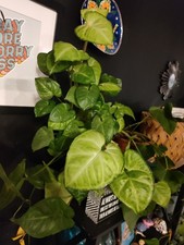 Arrowhead vine cutting for sale  Keavy