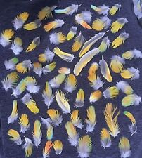 Yellow blue feathers for sale  Put in Bay