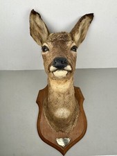 Cabinet curiosité taxidermie d'occasion  Bolbec