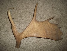 elk deer for sale elk deer for sale Beulah