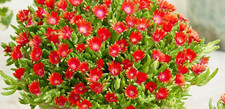 Delosperma suntropics fire for sale  UK