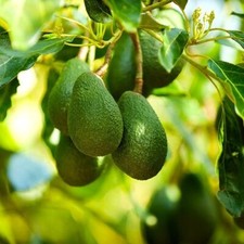 Hass avocado seedling for sale  Fort Pierce