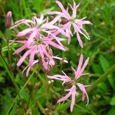 Blumixx stauden lychnis gebraucht kaufen  Hannover