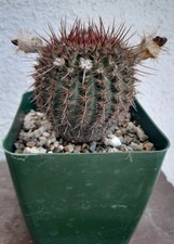 Parodia rutilans pink for sale  La Mirada