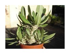 Pachypodium densiflorum var gebraucht kaufen  Pfullingen