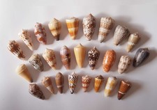 Collection conidae d'occasion  Gazeran