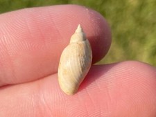 Fossil gastropod lymnaea for sale  Shipping to United Kingdom