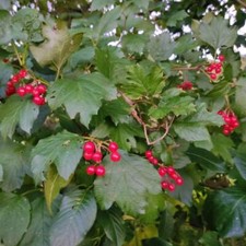 Viburnum opulus seeds for sale  GODALMING