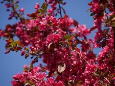 Malus purpurea aldenhamensis gebraucht kaufen  Eslohe (Sauerland)