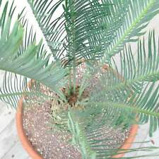 Encephalartos friderici guilie usato  Napoli