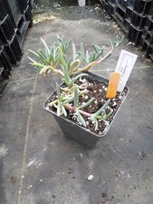 Jordanniella dubia for sale  MALDON