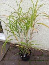 Tall miscanthus zebrina for sale  WEST MALLING