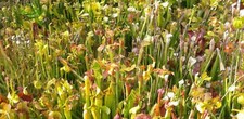 Sarracenia set amuse gebraucht kaufen  Leipzig
