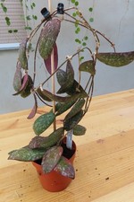 Hoya sigillatis round gebraucht kaufen  Rudolstadt