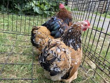 Millefleur pekin bantam for sale  SOUTHAMPTON
