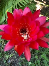 Ibrido trichocereus ka2020.49. usato  Spedire a Italy