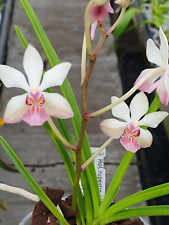 Rare holcoglossum rupestre for sale  LONDON