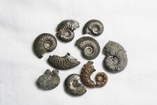 Ammonites pyritized small for sale  WASHINGTON