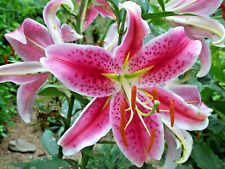 Stargazer lily seeeds d'occasion  Expédié en Belgium
