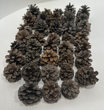 art pine projects cones for sale art pine projects cones for sale Haven