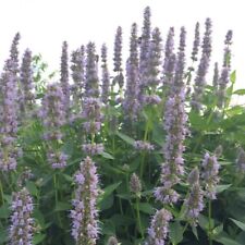 Bergminze agastache rugosa gebraucht kaufen  Bayreuth