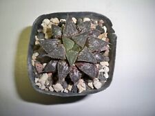 186 haworthia emelyae for sale  El Cajon