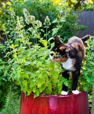 7cm plants nepeta for sale  LANCASTER