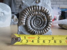 Large echioceras ammonites for sale  CARDIFF