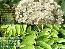 Eberesche sorbus aucuparia gebraucht kaufen  Langenfeld (Rheinland)