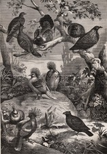 Birds australia fancy for sale  Lake Villa