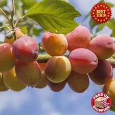 Feet dwarf plum for sale  OXFORD
