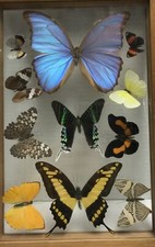 Vintage taxidermy butterflies for sale  Windber