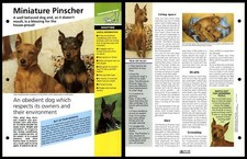 Miniature pinscher routine for sale  SLEAFORD