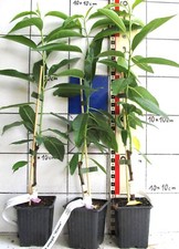 Prunus amygdalus rosea gebraucht kaufen  Bad Bergzabern