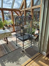 Small parrot budgie for sale  YORK
