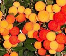 Erdbeerbaum frosthart blumen gebraucht kaufen  Kaiserslautern