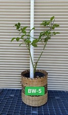 One bewitched fragrant for sale  Kingsburg