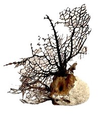 Natural sea fan for sale  West Palm Beach