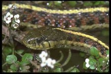 087019 coast garter for sale  UK