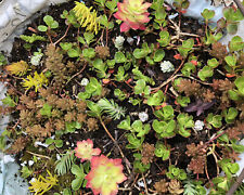 20x mixed sedum for sale  BIRMINGHAM